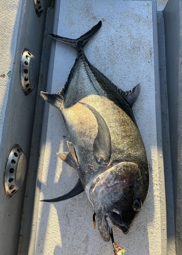 Giant trevally