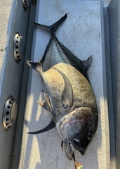 Giant trevally