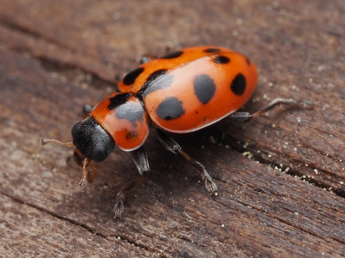 Seaside Lady Beetle photo 2