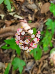 Begonia fortunensis image