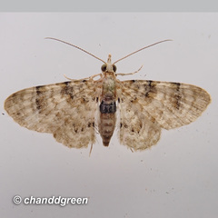 Gymnoscelis admixtaria