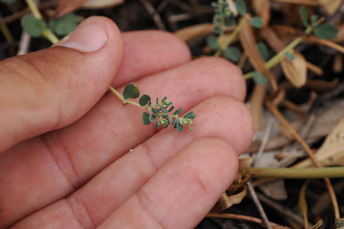 Image of Euphorbia dallachyana by (c) Lucas Christofides, some rights reserved (CC BY)