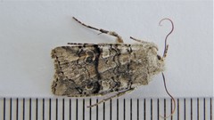 Litholomia napaea