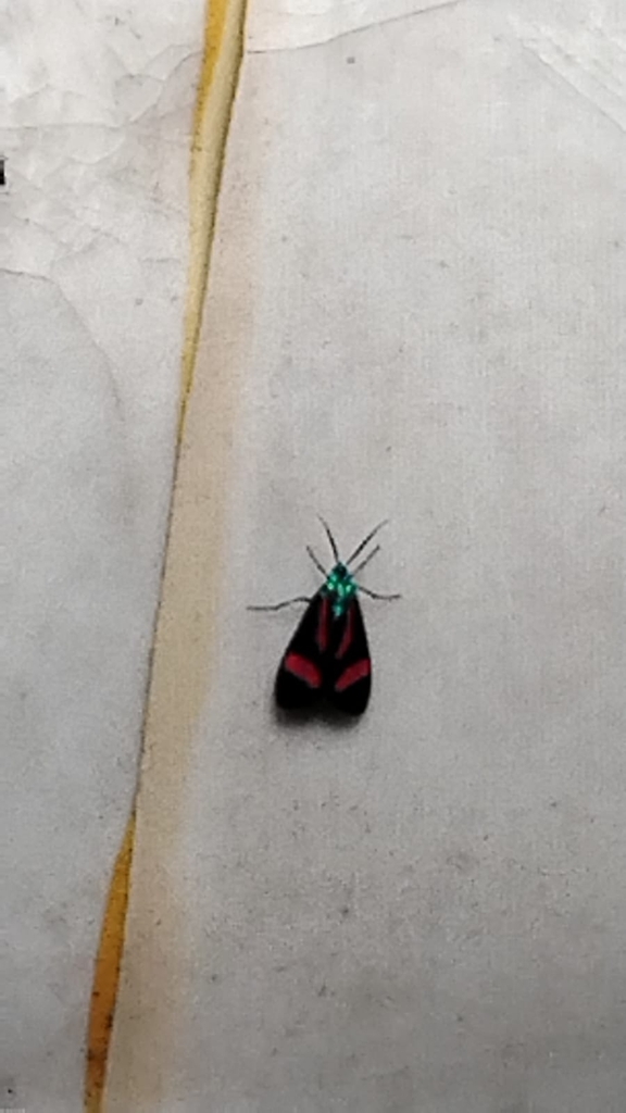 Cyanopepla jucunda