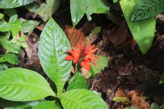 Aphelandra aurantiaca image