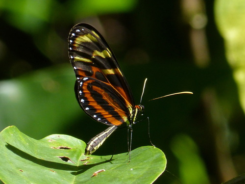 Mechanitis menapis Hewitson, 1855