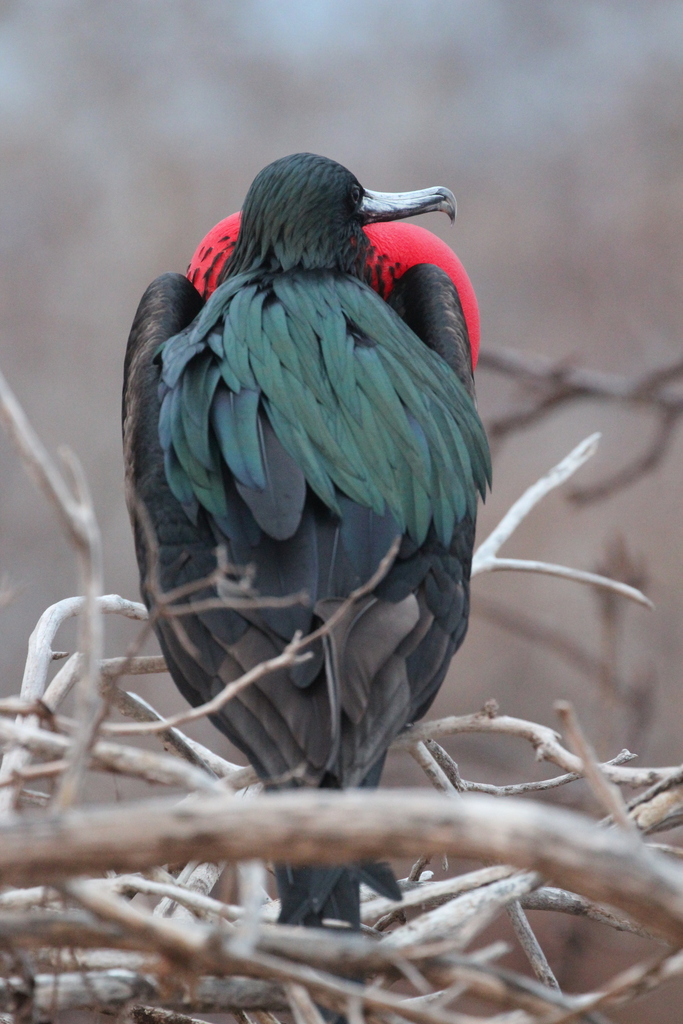Male great frigatebird on a twig nest with its red throat pouch showing