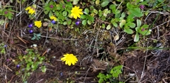 Crocidium multicaule