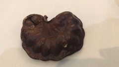 Enterolobium