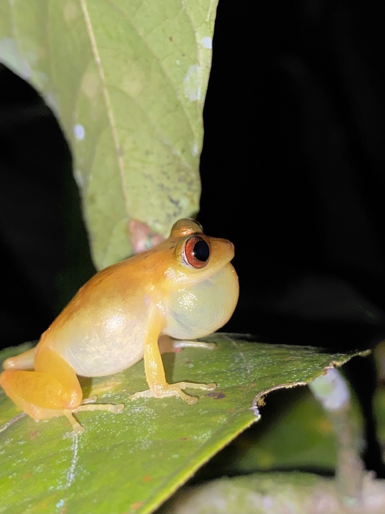 Pristimantis lacrimosus from E30, Mera, Pastaza, EC on February 12