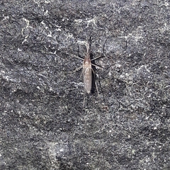Culex pipiens