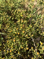 Amblyopappus pusillus