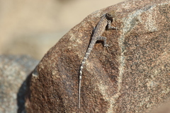 Pristurus celerrimus