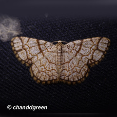 Heterostegane warreni