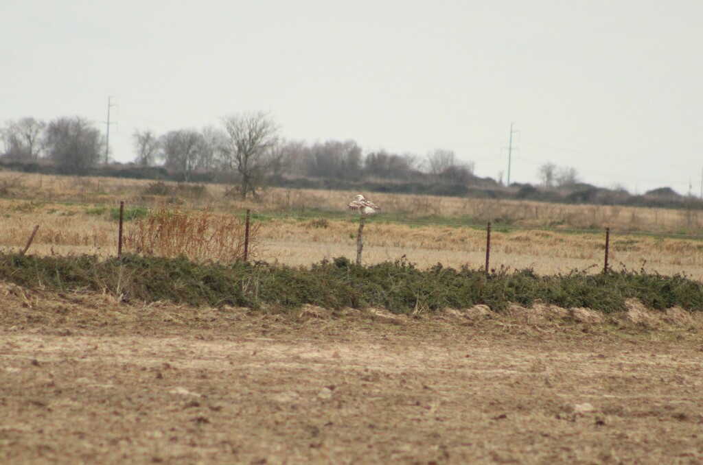 Krider's Red-tailed Hawk in February 2024 by michaelkalisek · iNaturalist