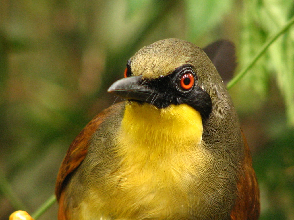 Rufous-vented Laughingthrush (Pterorhinus gularis) photo