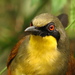 Rufous-vented Laughingthrush - Photo (c) Rohit Naniwadekar, some rights reserved (CC BY-SA)