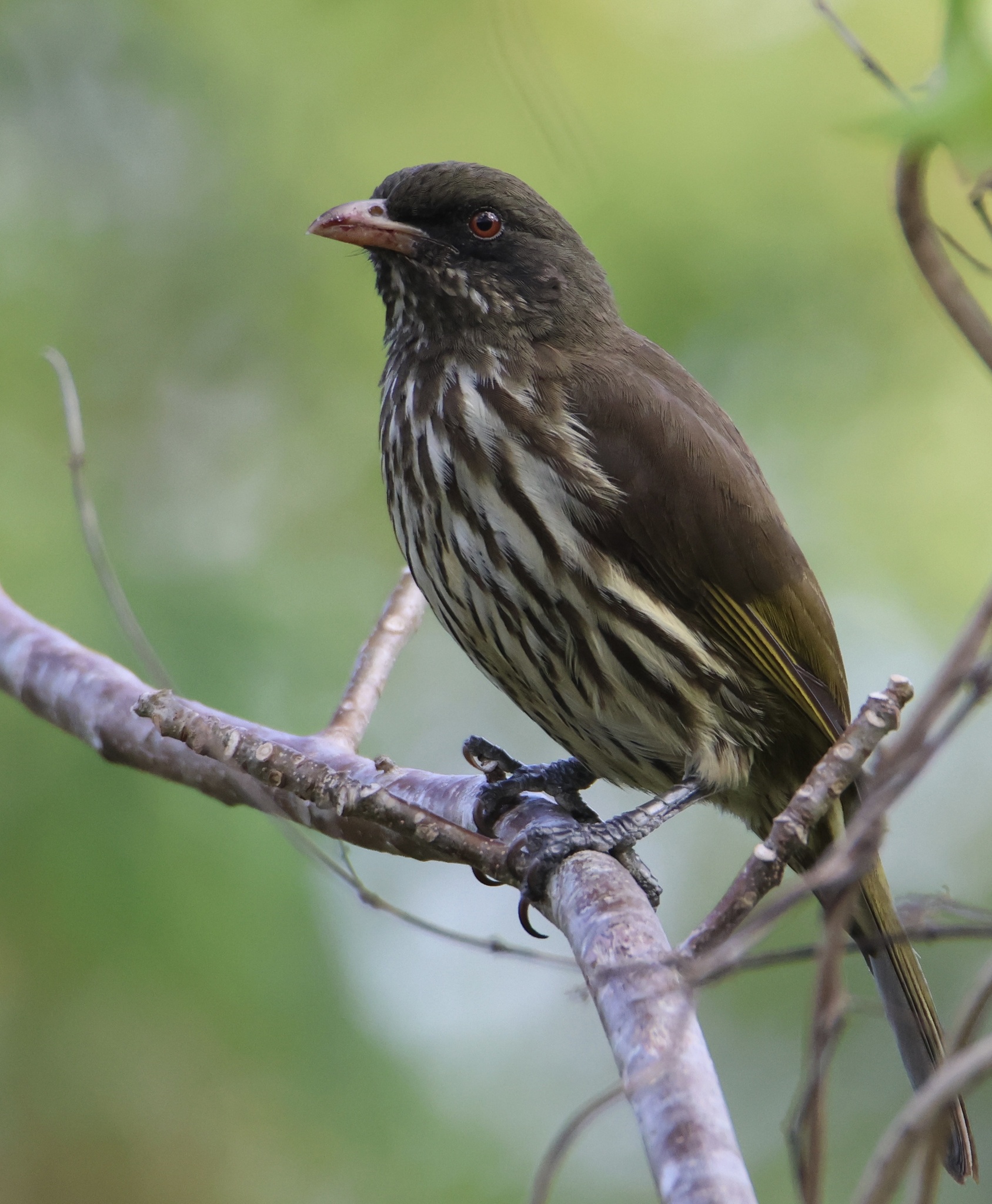 Palmchat illustration