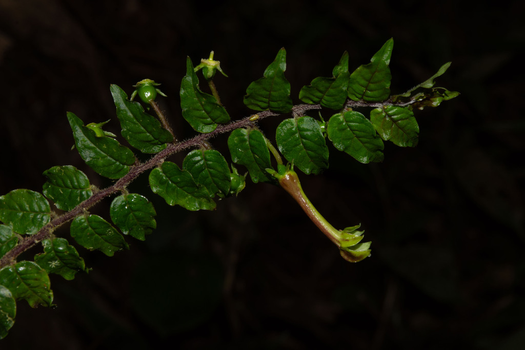 Burmeistera knaphusii