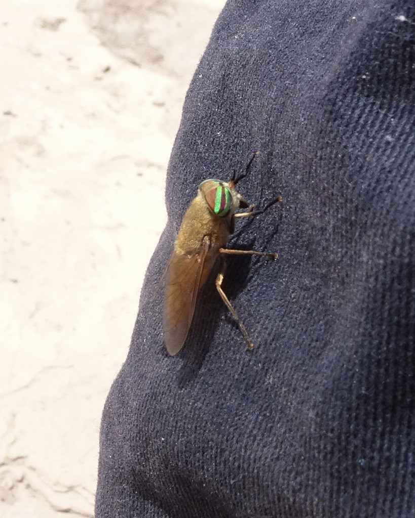 Tabanus monotaxis
