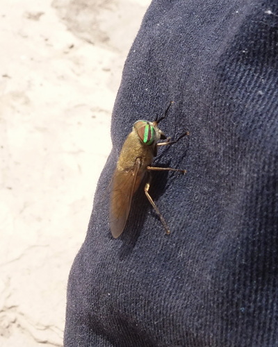 Tabanus monotaxis