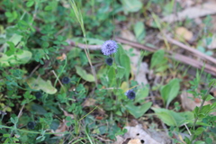 Globularia