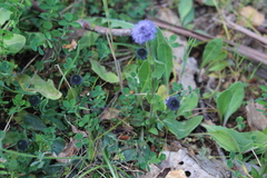 Globularia