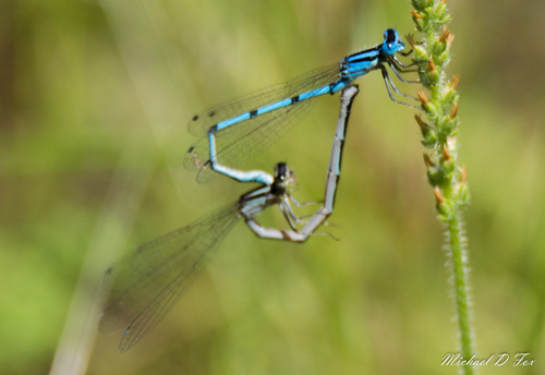Atlantic Bluet photo 3