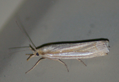 Crambus laqueatellus