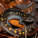 Spotted Salamander - Photo (c) shreyes, some rights reserved (CC BY-NC)