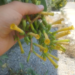 Nicotiana glauca