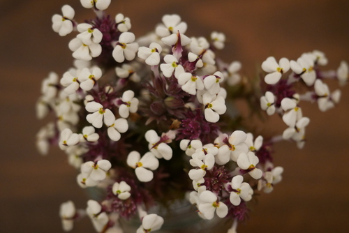 Triphysaria eriantha