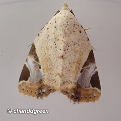 Pseudeustrotia semialba