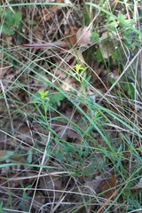 Euphorbia spinosa