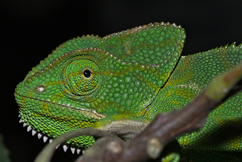 Indian Chameleon from Bhigwan Flamingo Bird Sanctuary, Solapur - Pune ...