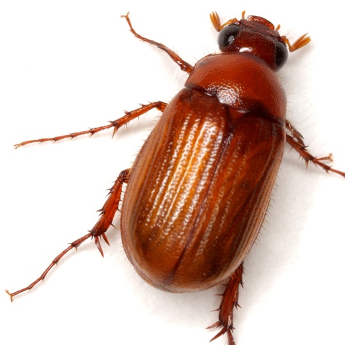 Serica texana