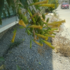 Nicotiana glauca
