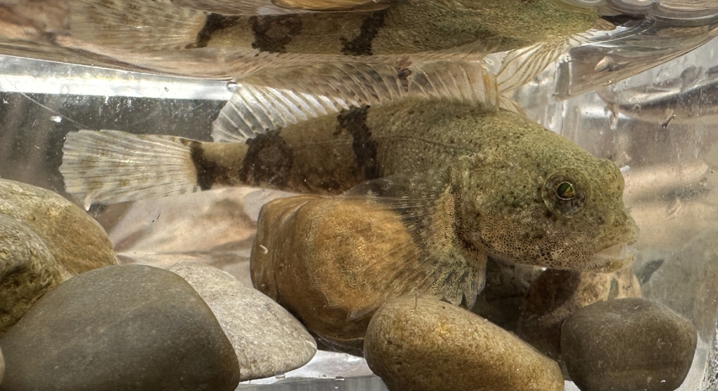 Photo of a Mottled Sculpin