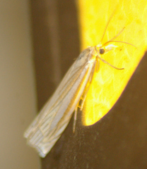 Crambus laqueatellus