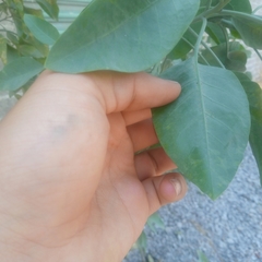 Nicotiana glauca