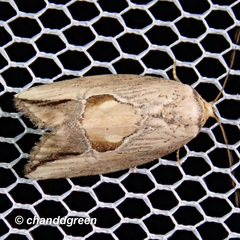 Strotihypera macroplaga
