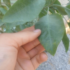 Nicotiana glauca