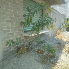 Nicotiana glauca