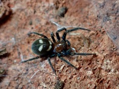 Titanoeca quadriguttata