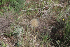 Tragopogon porrifolius porrifolius