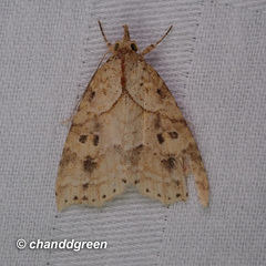 Olulis puncticinctalis