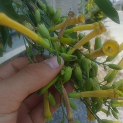 Nicotiana glauca