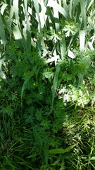 Geranium carolinianum