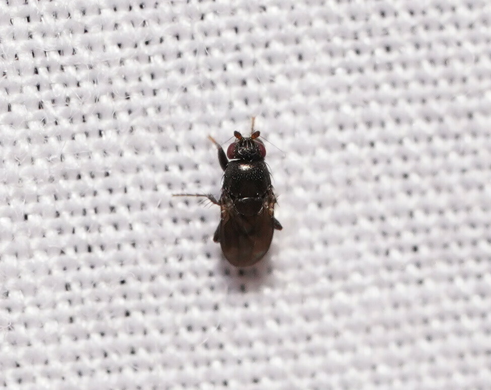 Howickia subsinuata