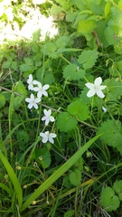 Claytonia virginica